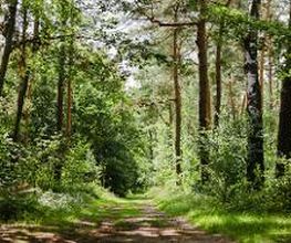 FriedWald Dudenhofen Bild 6
