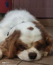 Pluto Chouet' image 2