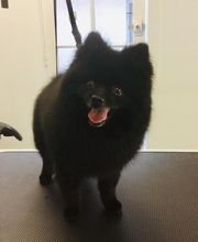 4 Pattes & Compagnie image 1