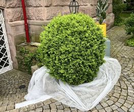Gartenservice Mark Miess Bild 50