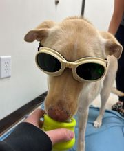 Irvine Valley Veterinary Hospital image 2