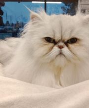 Toiletteur Zencani'cat image 11