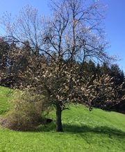 Ferme-Restaurant Pierreberg Bild 3