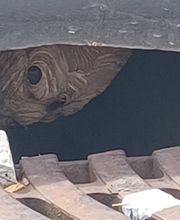 Breizh Nuisibles Services image 19