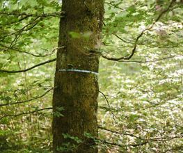 Freie Baumgrabstätten im FriedWald Hegau sind mit einem farbigen Band markiert.