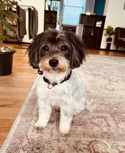 Artgerecht-dogspa Bild 11