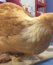 Clinique Vétérinaire de la Montagne - Luna Park image 14