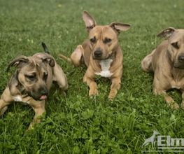 Elmdogs Bild 4