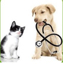 Pinto de Magalhaes Eduardo