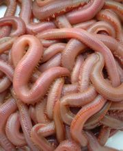 Normandie Appats NAPA image 8