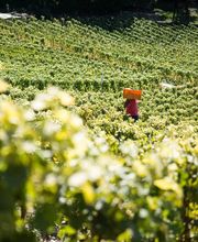 Les Celliers du Chablais SA Bild 4