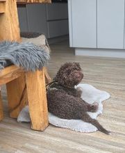 HUNDherum glücklich mit Antje Schnitzler Hundefutter-Vergleich24 | ANIfit Bild 19