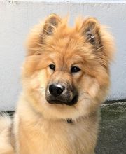 Armelle Toiletteuse Chiens Et Chats image 4