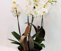 Floème Fleurs image 2