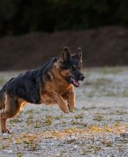 Der Haustier Fotograf  Hunde- & Tierfotografie aus München Bild 4