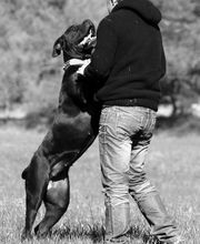 Chenil Des Fontaines image 6