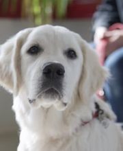 Vétérinaire des Plaines-du-Loup Bild 3