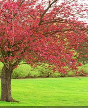 Borger et Fils image 2