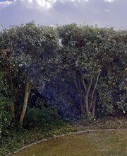 AlexJardin image 3