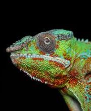 CONSULTORIO VETERINARIO MORANO imagen 1