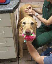 Veterinary Medical Center image 8