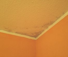 Schimmel an der Decke