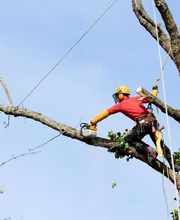 Entreprise Vert-Tige Bild 2