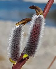 Bolz Gartenbau GmbH Bild 3