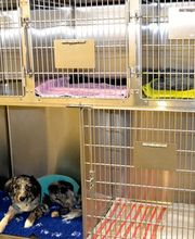 Tierärztliche Gemeinschaftspraxis Lindenmatte AG Bild 8