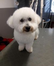 Chadog Toilettage image 11