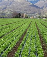 Azienda Agricola Mozzini Roberto Bild 9
