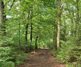 FriedWald Bremer Schweiz Bild 11