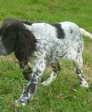 Bochard Cédric image 10