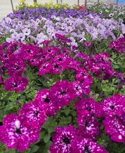 Diegel's Greenhouse image 8