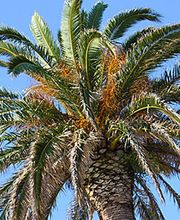 Rouches Alexandre image 1