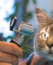 Kleintierpraxis Anima AG Bild 2