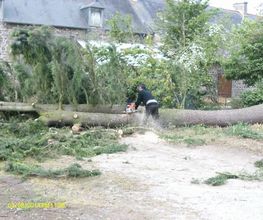Bouvier Gianni image 16