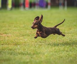 Reinado Canino imagen 9