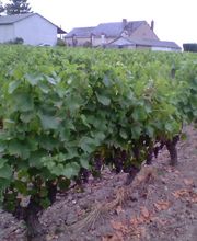 Vignoble Tévenot image 16