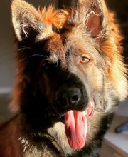 Mundo Kyon imagen 12