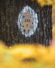 Naturfriedhof Banz Bild 2