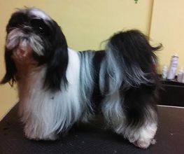 Au Bien Etre Canin image 4