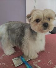 Pluto Chouet' image 1