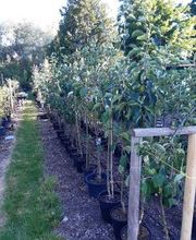 Baumschule Goßner Bild 5