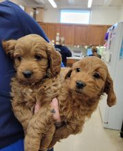 Fairview Animal Hospital image 9