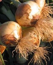 CEBESTUR,S.L. imagen 6