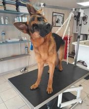 Mon Chien C'est Quelqu'un image 8