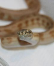 Morelias JM image 13