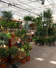 Blumen Eichenberger Oberrieden Bild 9