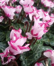 Blumen Lessle Bild 3